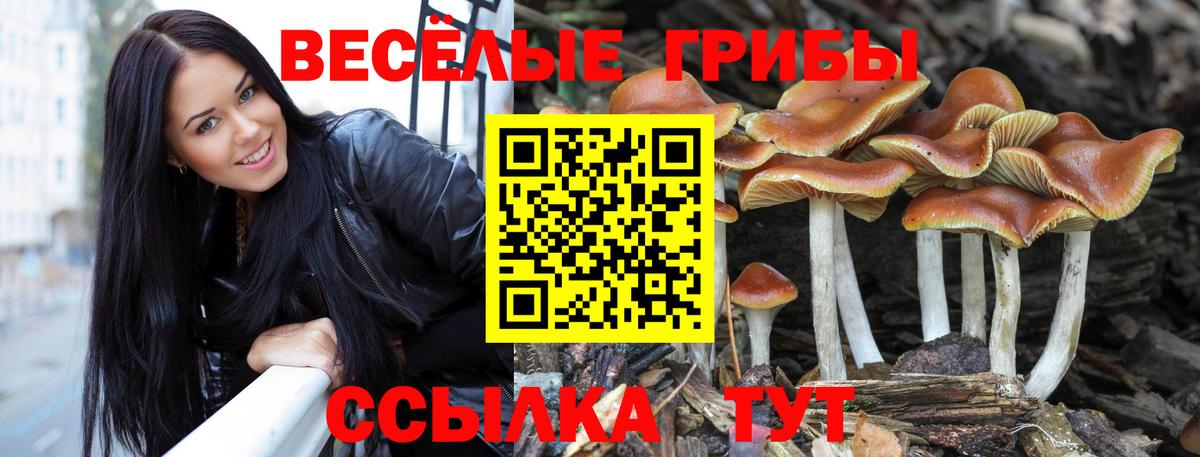 Галлюциногенные грибы Psilocybe Острогожск